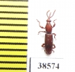 Brentidae sp.  Indonesia, Sumatra - INSECTS-STORE.RU