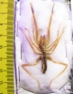 Arachnida, Solifugidae sp.  Kazakhstan - INSECTS-STORE.RU