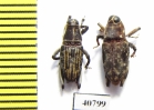 Curculionidae sp.  Peru - INSECTS-STORE.RU
