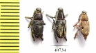 Curculionidae sp.  Peru - INSECTS-STORE.RU