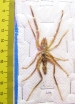 Arachnida, Solifugidae sp.  Kazakhstan - INSECTS-STORE.RU