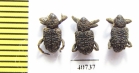 Curculionidae sp.  Peru - INSECTS-STORE.RU