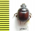 Bolboceratinae sp.  Tanzania - INSECTS-STORE.RU