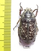 Polyphylla irrorata, male  Kazakhstan - INSECTS-STORE.RU