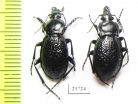 Carabus (Semnocarabus) carbonicolor korolkowi, pair  Kazakhstan - INSECTS-STORE.RU