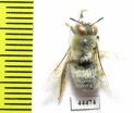 Hymenoptera sp.  Kazakhstan - INSECTS-STORE.RU