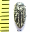 Julodella ? schochi  Iran, E.Azerbaijan prov. - INSECTS-STORE.RU