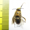 Hymenoptera sp.  Kazakhstan - INSECTS-STORE.RU