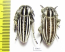 Dorcadion grande, pair  Kazakhstan - INSECTS-STORE.RU