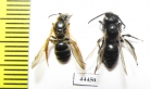 Hymenoptera sp.  Kazakhstan - INSECTS-STORE.RU