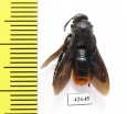 Scoliidae sp.  Kazakhstan - INSECTS-STORE.RU