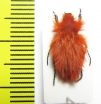 Pygopleurus koniae  Turkey, Tunceli prov. - INSECTS-STORE.RU