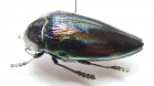 Sternocera iris  Congo - INSECTS-STORE.RU
