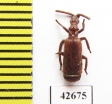 Paussinae sp.  South Africa Rep. - INSECTS-STORE.RU