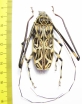 Acrocinus longimanus, male  Panama 54mm - INSECTS-STORE.RU