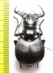 Manticora scabra, male  Tanzania  59mm - INSECTS-STORE.RU
