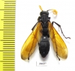Hymenoptera sp.  Panama - INSECTS-STORE.RU