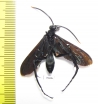 Hymenoptera sp.  Panama - INSECTS-STORE.RU