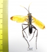 Hymenoptera sp.  Peru - INSECTS-STORE.RU