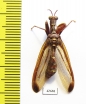 Mantispidae sp.  South Africa Rep. - INSECTS-STORE.RU