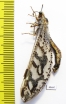 Myrmeleontidae sp.  South Africa Rep. - INSECTS-STORE.RU