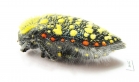 Julodis sulcicollis ssp.1  South Africa Rep. - INSECTS-STORE.RU