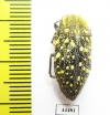 Julodis chevrolati ssp.2  South Africa Rep. - INSECTS-STORE.RU