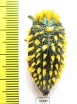 Julodis viridipes ssp.1  South Africa Rep. - INSECTS-STORE.RU