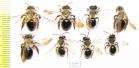 Hymenoptera sp.  Russia, Tver reg. - INSECTS-STORE.RU