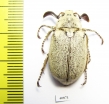 Polyphylla alba, male  Russia, Astrakhan reg. - INSECTS-STORE.RU