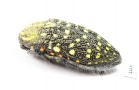 Julodis chevrolati ssp.2  South Africa Rep. - INSECTS-STORE.RU