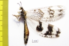 Myrmeleontidae sp.  South Africa Rep. - INSECTS-STORE.RU