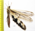 Myrmeleontidae sp.  South Africa Rep. - INSECTS-STORE.RU