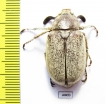 Polyphylla alba, male  Russia, Astrakhan reg. - INSECTS-STORE.RU