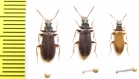 Pythidae, Pytho depressus  Russia, Tver reg. - INSECTS-STORE.RU