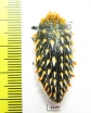 Julodis cirrosa hirtiventris  South Africa Rep. - INSECTS-STORE.RU