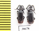 Paussinae sp.  Laos - INSECTS-STORE.RU