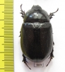 Dynastinae sp.  South Africa Rep. - INSECTS-STORE.RU