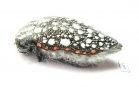 Julodis sulcicollis ssp.  South Africa Rep. - INSECTS-STORE.RU