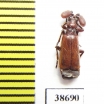 Paussinae, Katapaussus cilipes hirsutus  Tanzania - INSECTS-STORE.RU