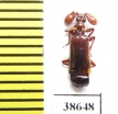 Paussinae, Spinicoxipaussus spinicoxis  Tanzania - INSECTS-STORE.RU