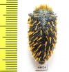 Julodis sp.  South Africa Rep. - INSECTS-STORE.RU