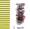 Paussinae sp.  Ethiopia - INSECTS-STORE.RU