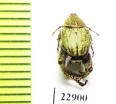 Hopliini sp.  South Africa Rep. - INSECTS-STORE.RU