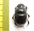 Catharsius sp.  South Africa Rep. - INSECTS-STORE.RU