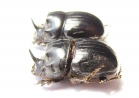 Copris lunaris  Russia, Astrakhan reg. - INSECTS-STORE.RU