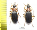 Galerita sp.  Panama - INSECTS-STORE.RU