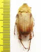 Sparrmannia sp.?  South Africa Rep. - INSECTS-STORE.RU
