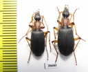 Galerita sp.  Panama - INSECTS-STORE.RU