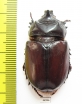 Strategus sp.  Mexico - INSECTS-STORE.RU